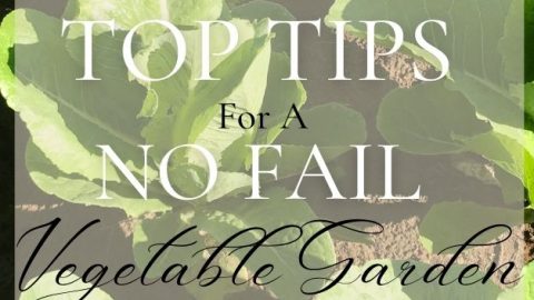 top tips for a no fail vegetable garden
