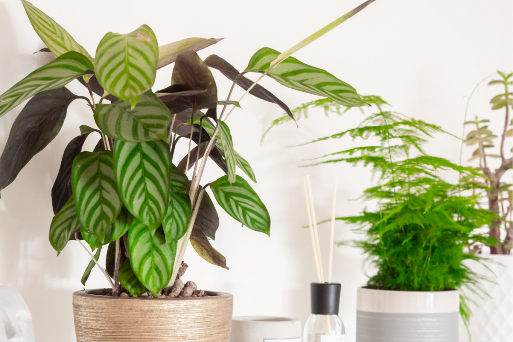 LOW LIGHT HANGING PLANTS TO TRY THIS WINTER calathea freddie in a pot wit wooden support sticks 