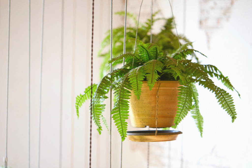 LOW LIGHT HANGING PLANTS TO TRY THIS WINTER boston fern in plant hanger 