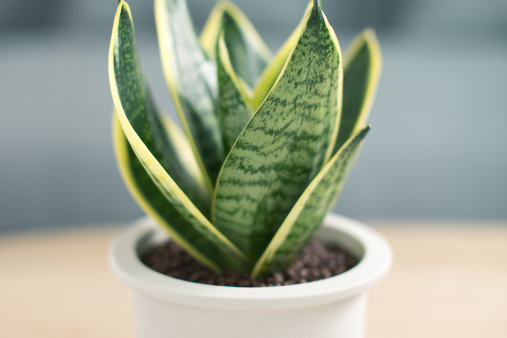  snake plant in a pot