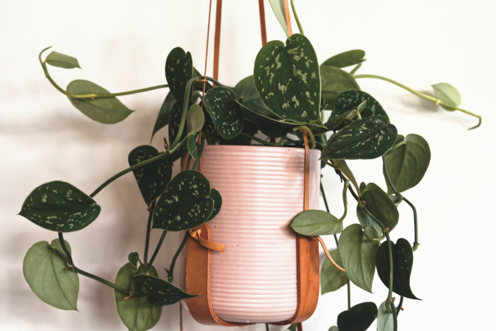 LOW LIGHT HANGING PLANTS TO TRY THIS WINTER satin pothos hanging from a leather plant hanger 