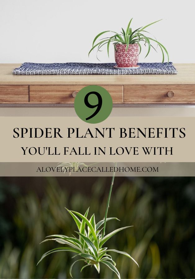 9 SPIDER PLANT BENEFITS YOU'LL FALL IN LOVE WITH COVER PICTURE 