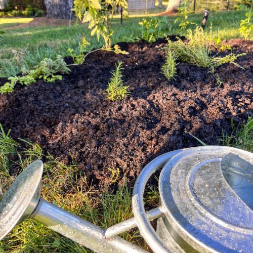 how to learn new homestead skills gardening in a rental home 