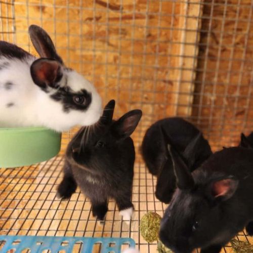 how to raise baby rabbits in blog post learn homestead skills this spring by a lovely place called home 