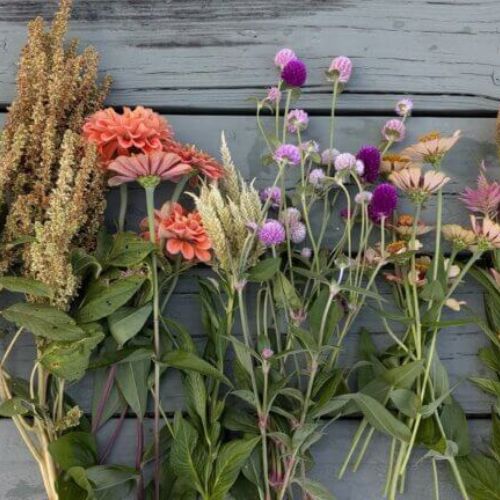 how to grow easy cut flowers 