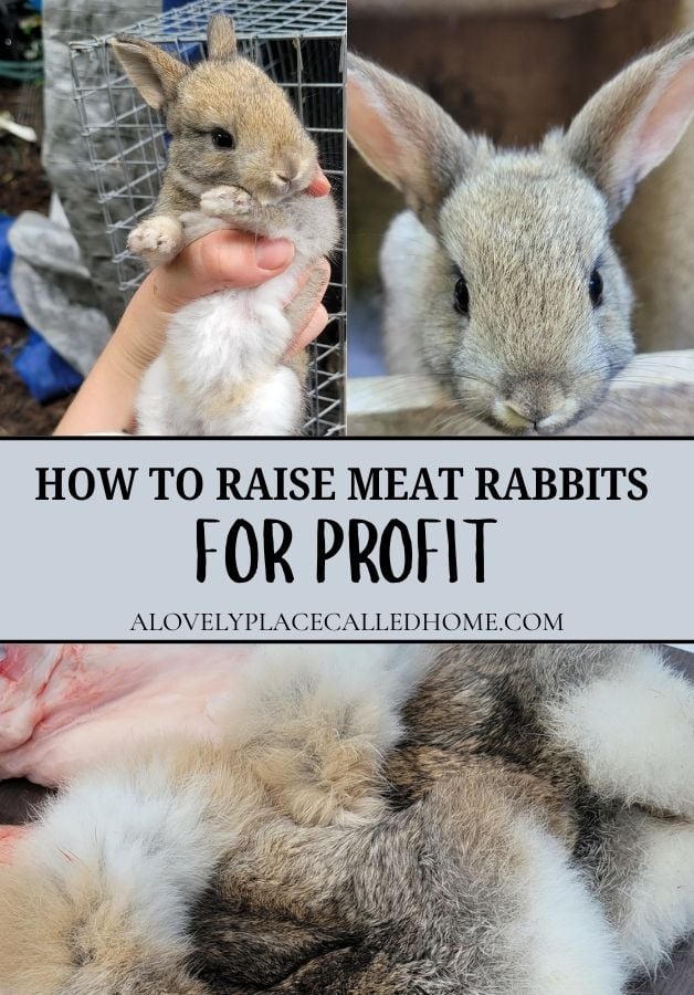 cover picture for blog post how to raise meat rabbits for profit by a lovely place called home