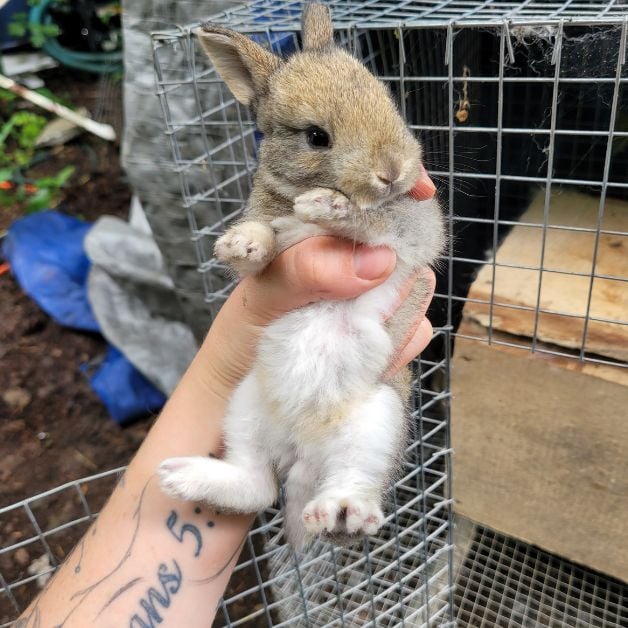 baby rabbit