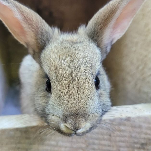 baby meat rabbit in nesting box 