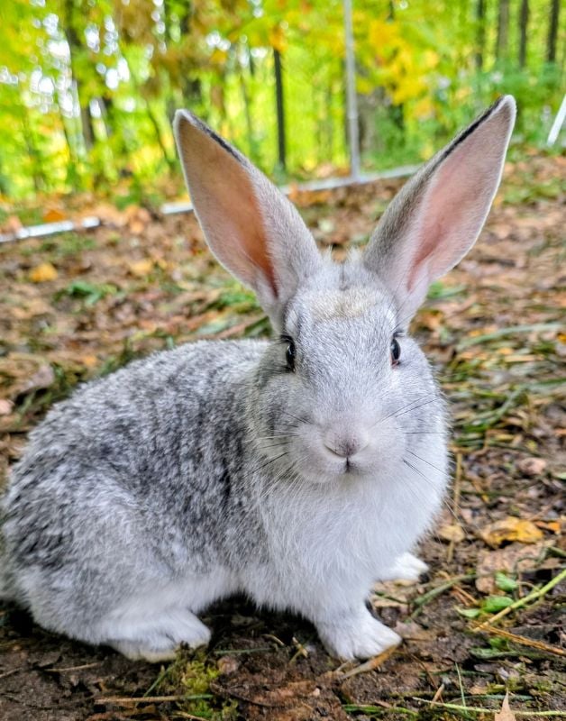 colony raised meat rabbits 