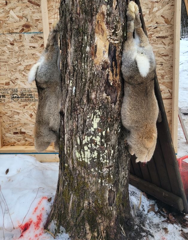 harvesting meat rabbits in the winter 