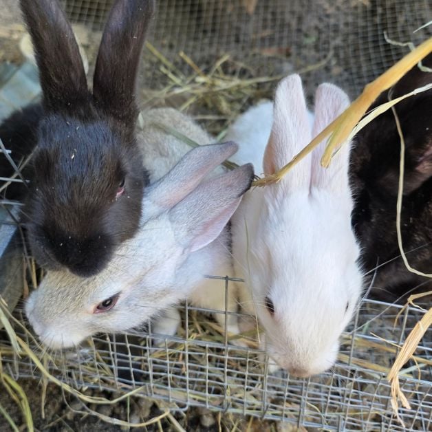 colony of rabbit babies 