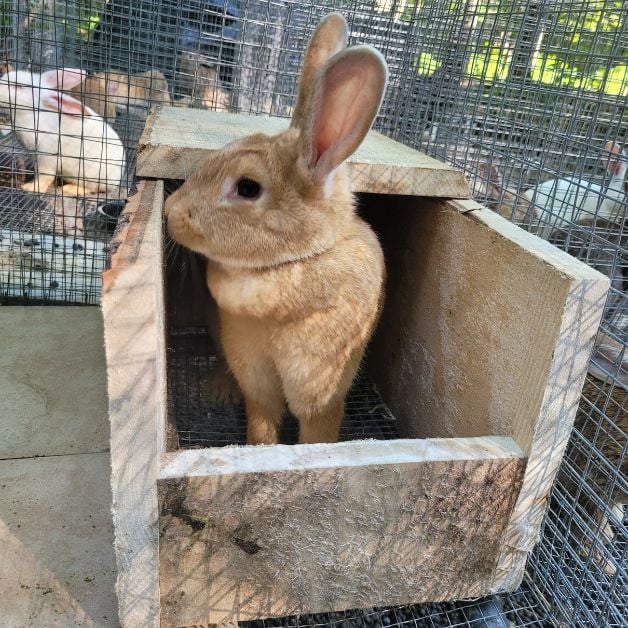 cage style raised rabbit in nesting box 