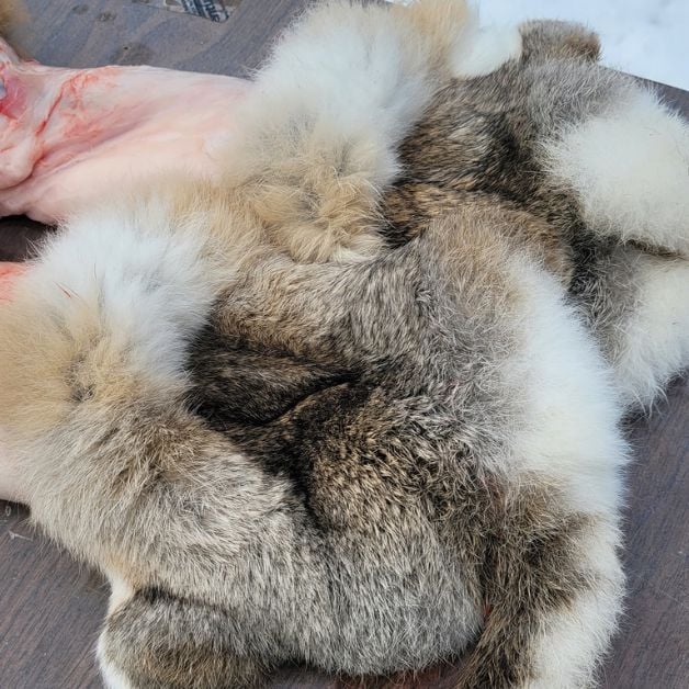 rabbit pelts 